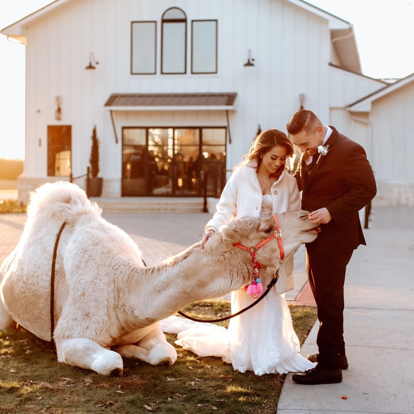 A bride and groom with a camel outside a white barn venue at golden hour